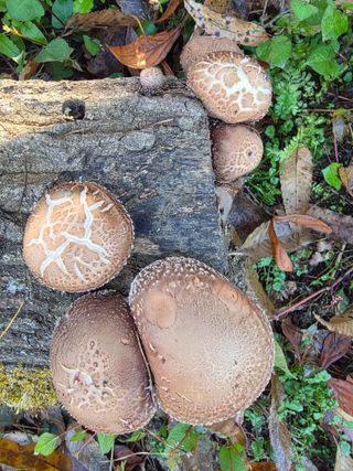 한상훈님의 작성글 사진