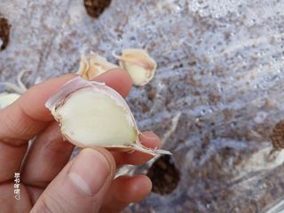 화우농원님의 마늘 · 영농일지 작성글 사진