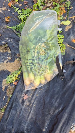 이지은님의 들깨 · 영농일지 작성글 사진