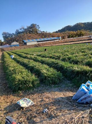 무료지식나눔 팜닥터님의 기타작물 · 영농일지 작성글 사진