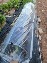 대구북구텃밭지기님의 작성글 사진