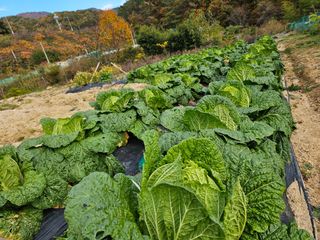 연모 자연의행복님의 배추 · 영농일지 작성글 사진