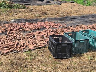 강화화도님의 고구마 · 영농일지 작성글 사진