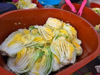 김정훈님의 배추 · 영농일지 작성글 사진