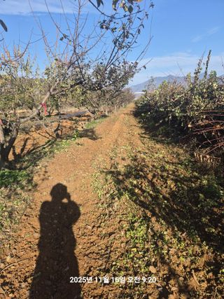 정택님의 매실 · 영농일지 작성글 사진