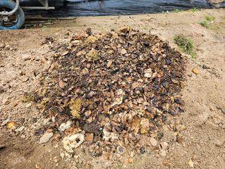 연모 자연의행복님의 배추 · 영농일지 작성글 사진