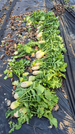 이지은님의 들깨 · 영농일지 작성글 사진