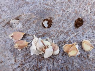 화우농원님의 마늘 · 영농일지 작성글 사진