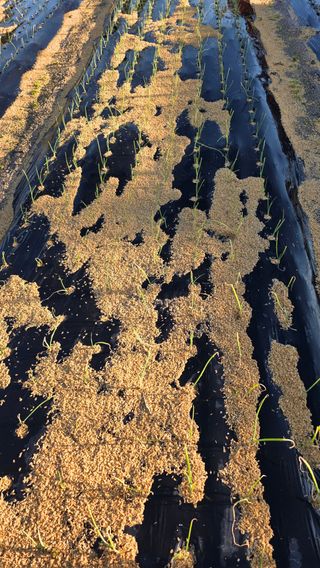 가야산아래촌농님의 기타작물 · 영농일지 작성글 사진