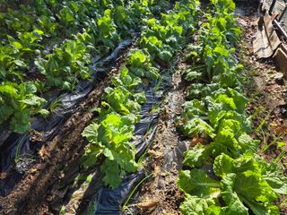 한상훈님의 배추 · 영농일지 작성글 사진