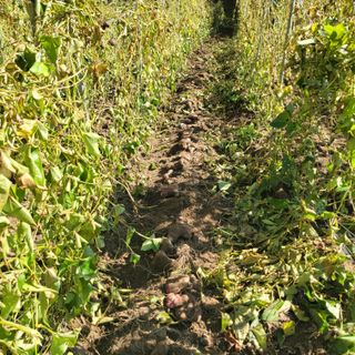 김선순(공룡자색마)님의 기타작물 · 영농일지 작성글 사진