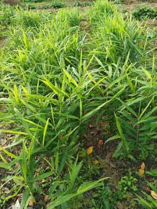 이영자 님의 기타작물 · 영농일지 작성글 사진