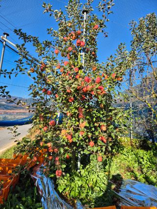 임성훈님의 콩 · 영농일지 작성글 사진