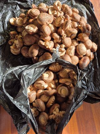 엉뚱님의 기타작물 · 영농일지 작성글 사진