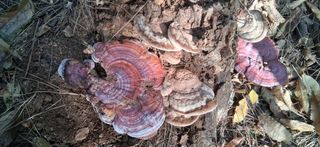 우철님의 기타작물 · 영농일지 작성글 사진