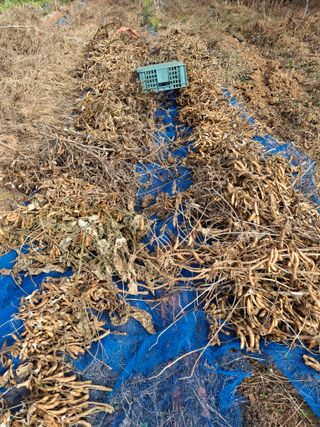 체리123님의 콩 · 영농일지 작성글 사진