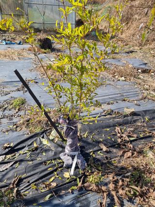 우묵골님의 복숭아 · 영농일지 작성글 사진