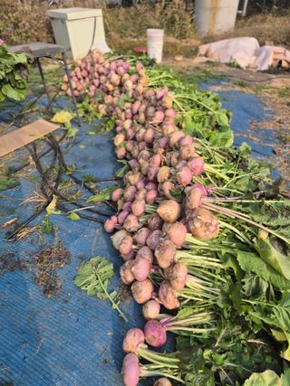 봉우재농부님의 기타작물 · 영농일지 작성글 사진