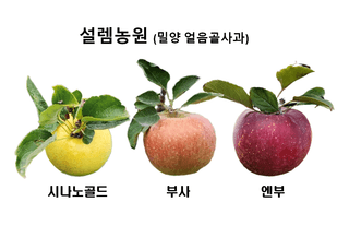 유혜영님의 사과 · 영농일지 작성글 사진