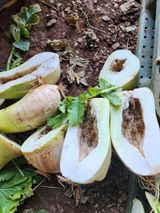 팜모닝 배추·영농일지 게시글 이미지