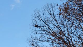 김홍중님의 두릅 · 영농일지 작성글 사진