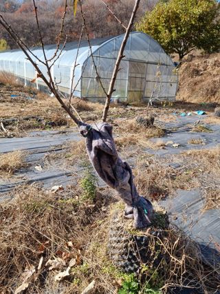 우묵골님의 복숭아 · 영농일지 작성글 사진