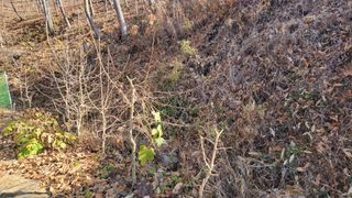 김홍중님의 두릅 · 영농일지 작성글 사진