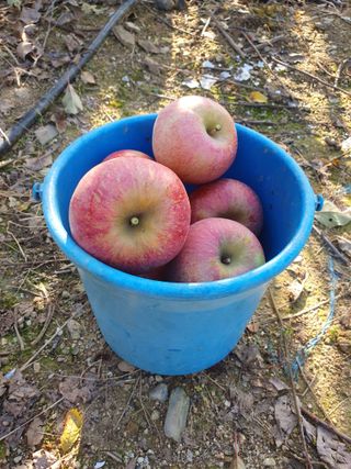 엄기덕님의 사과 · 영농일지 작성글 사진