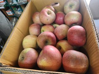 알 수 없음님의 사과 · 영농일지 작성글 사진