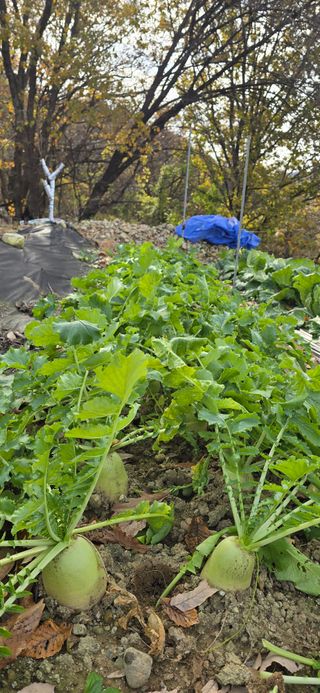 권오채님의 기타작물 · 영농일지 작성글 사진