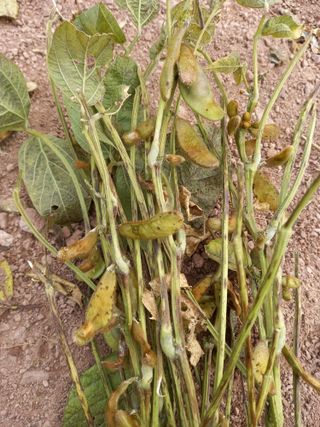 전진욱님의 콩 · 영농일지 작성글 사진