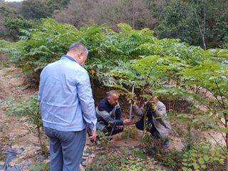 거창두릅농원김성희님의 두릅 · 영농일지 작성글 사진