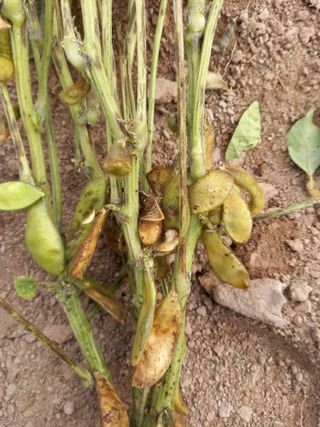 전진욱님의 콩 · 영농일지 작성글 사진