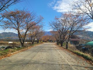 여우내 이순홍님의 파 · 영농일지 작성글 사진