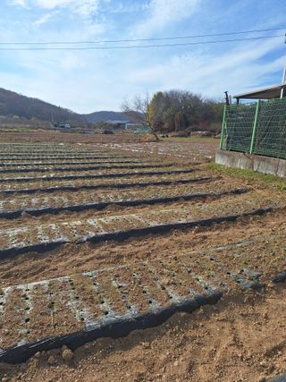 마늘25328님의 기타작물 · 영농일지 작성글 사진