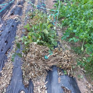 김건우님의 기타작물 · 영농일지 작성글 사진