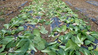 김지철님의 기타작물 · 영농일지 작성글 사진