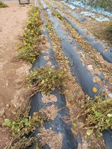 팜모닝 콩·영농일지 게시글 이미지