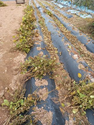 전진욱님의 콩 · 영농일지 작성글 사진