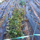 팜모닝 기타작물·영농일지 게시글 이미지