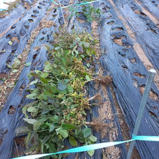 김건우님의 기타작물 · 영농일지 작성글 사진