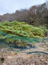 팜모닝 두릅·영농일지 게시글 이미지