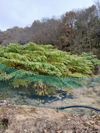 거창두릅농원김성희님의 두릅 · 영농일지 작성글 사진