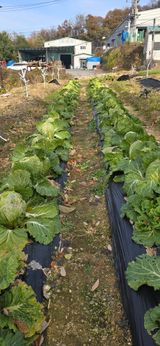 팜모닝 기타작물·영농일지 게시글 이미지