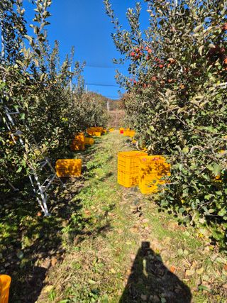 황금님의 기타작물 · 영농일지 작성글 사진