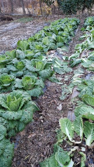 김지철님의 기타작물 · 영농일지 작성글 사진