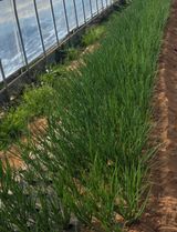 팜모닝 파·영농일지 게시글 이미지