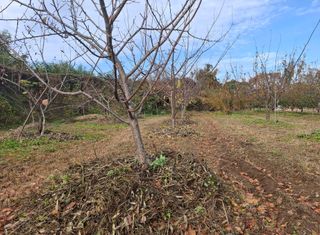 철남 김희곤님의 복숭아 · 영농일지 작성글 사진
