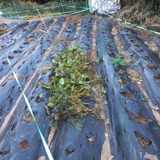 김건우님의 기타작물 · 영농일지 작성글 사진