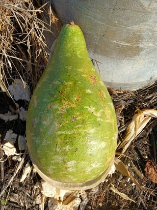 땅콩맘님의 기타작물 · 영농일지 작성글 사진